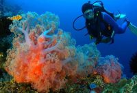 Taman Laut Olele Gorontalo
