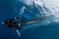 Eksplorasi Ajaib di Pantai Botubarani Gorontalo - Diving Bareng Hiu Paus