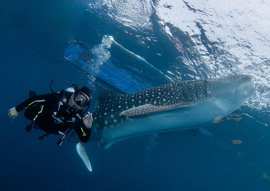 Eksplorasi Ajaib di Pantai Botubarani Gorontalo - Diving Bareng Hiu Paus