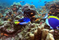 Pulau Weh Pesona Diving Menakjubkan di Ujung Barat Indonesia!