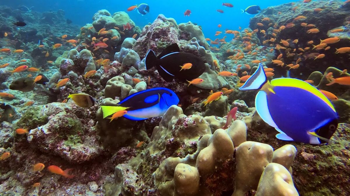 Pulau Weh Pesona Diving Menakjubkan di Ujung Barat Indonesia!