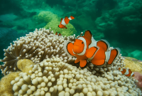 Temukan Nemo Cantik di Pulau Cilik yang Memukau!