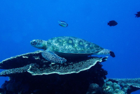 Wajib Coba! Snorkeling di Pulau Siaba Labuan Bajo - Berenang Hanya 1 Meter dari Penyu Liar