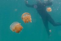 Eksplor Pulau Kakaban: Spot Diving & Snorkeling Terbaik di Kalimantan Timur!