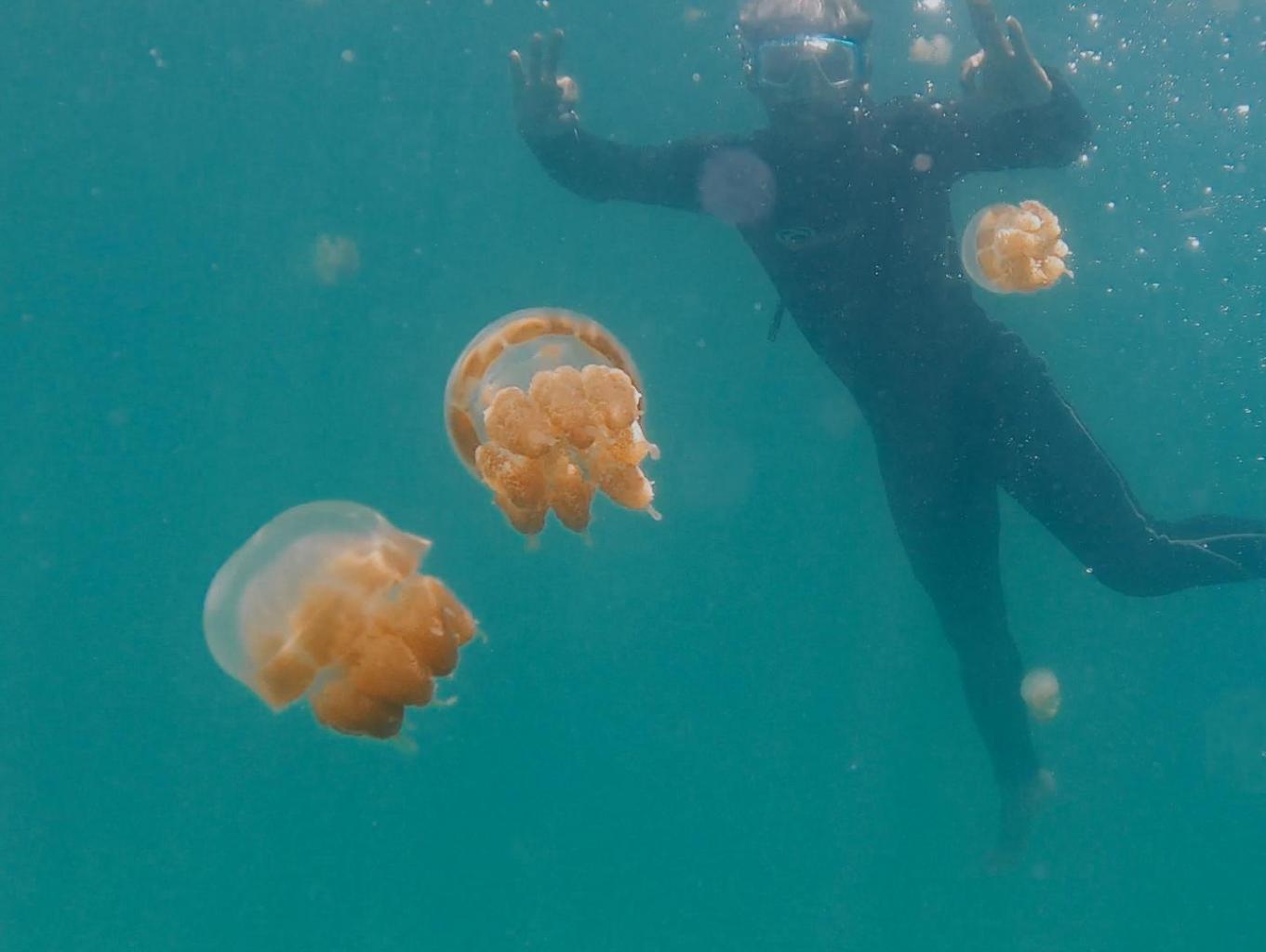 Eksplor Pulau Kakaban: Spot Diving & Snorkeling Terbaik di Kalimantan Timur!
