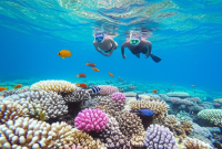Pulau Pink Lombok Surga Snorkeling dengan Pasir Ajaib Merah Muda!